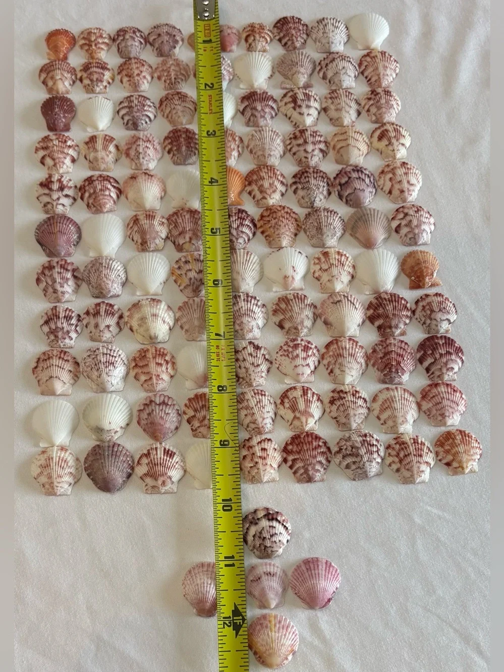 105 LOT SEA SHELLS SANIBEL FL SCALLOP SMALL TINY MIXCOLOR CRAFT COLLECT SCALLOPS